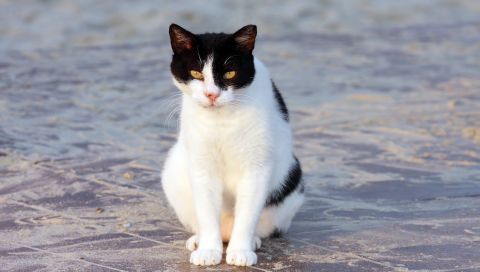 Белый кот с черными пятнами » Кошки » Обои для PSP » Инфопортал PSPinfo.RU  - тут знают все о PSP и PS Vita!