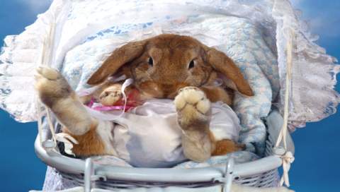 К чему снятся кролики во сне женщине. Как спят кролики. Видеть во сне кролика. Во сне крольчиху.