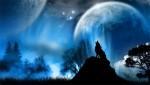 wolf night