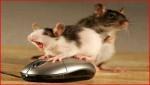 2mouse + mouse :)