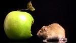 Мышка откусила яблоко