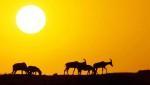 animals  in the sunset