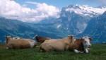 cows in the alps