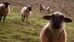 curious sheep