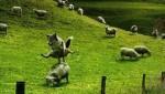 jumping sheep
