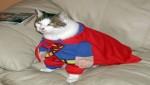 Super Cat.