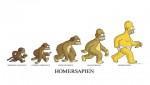Evolution   Monkey - Homer