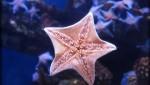 Sea Star 2