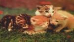 Котята Котята