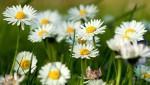 Ромашки Ромашки