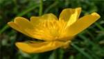 buttercup