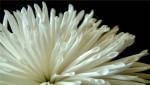 chrysanthemum