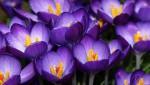 Крокусы Крокусы