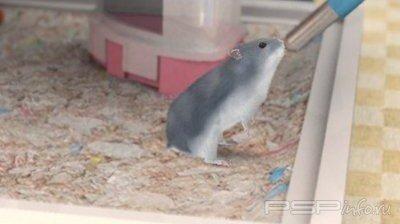 Petz Hamsterz Bunch [ENG]